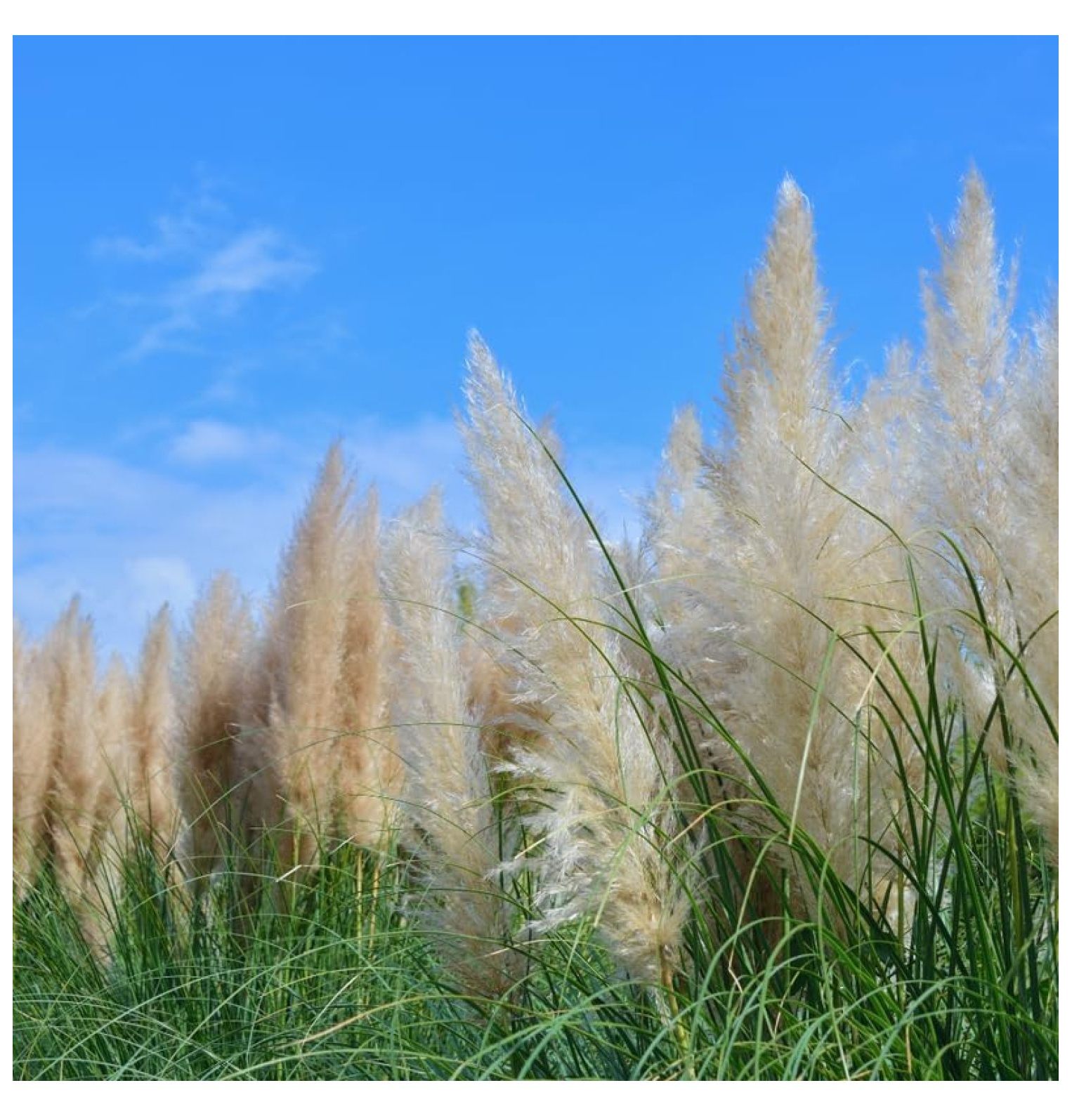 5 White Pampas Grass Plants Live, 5 to 7 Inc Tall, Pampas Grass Potted