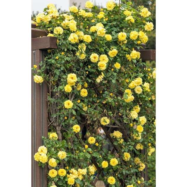 5 YELLOW CLIMBING ROSE Rosa Bush Vine Climber Fragrant Butterfly Flower