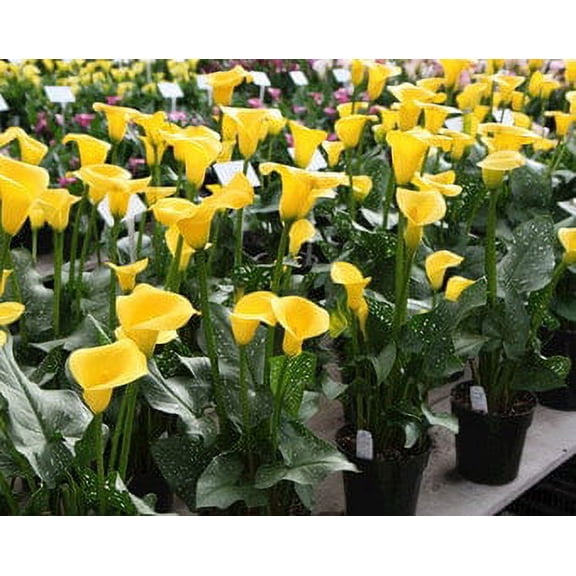 5 Yellow Calla Lily Bulb