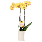 5" Yellow Orchid in Rockefeller Beige Planter   Thankful for You