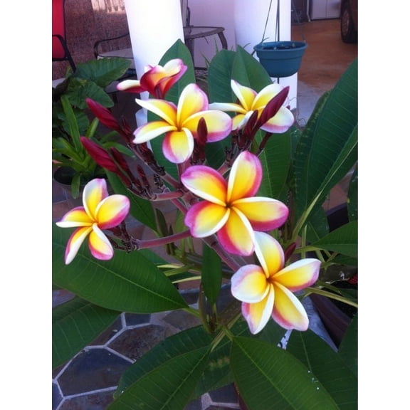 5 Yellow White Purple Plumeria Seeds  Fragrant Frangipani Tropical Flower Plant  Perennial Tree for Garden or Containers