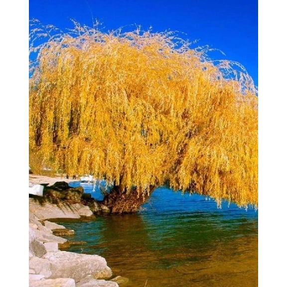 5 Yellow Willow Seeds Tree Weeping Flower Giant Flowers Seed Perennial 115