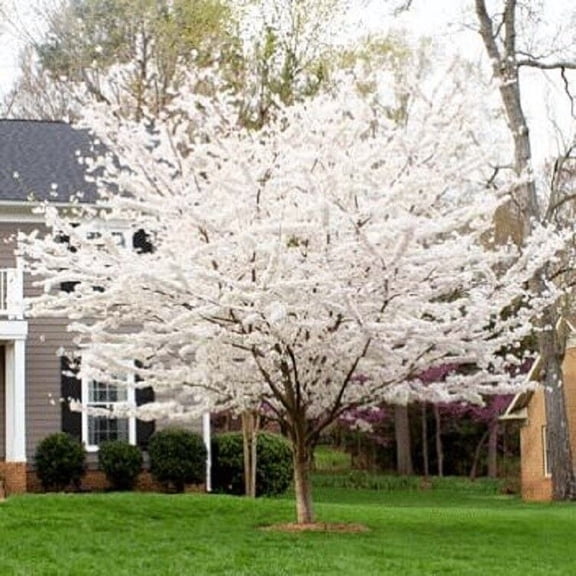 Green River 5 Yoshino Cherry Tree Seeds - Fragrant White Blossoms for Early Spring Gardening & Ornamental Landscaping