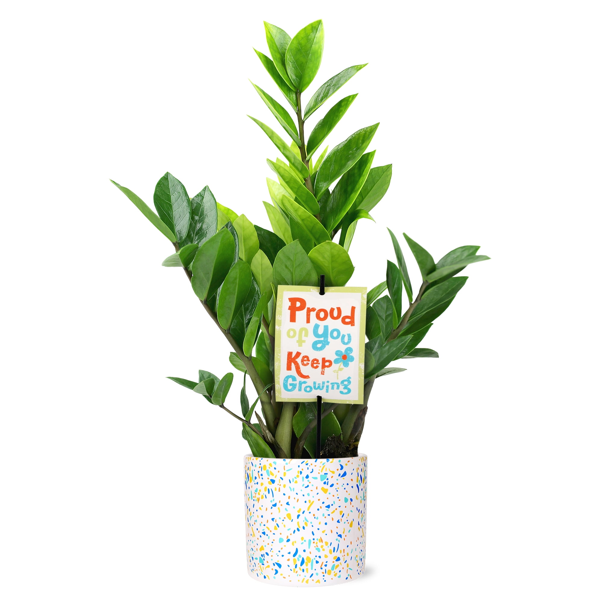 huge succulent plant Large Succulent Arrangements Decorative Flower Pots