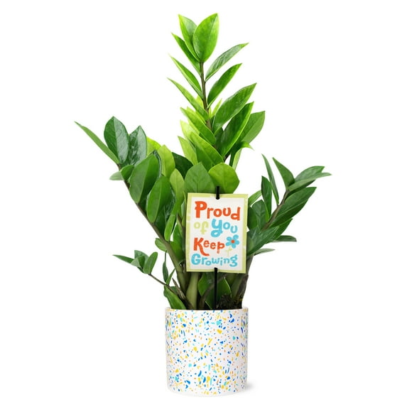 5" ZZ Plant in Terrazzo Blue Planter – Proud of You