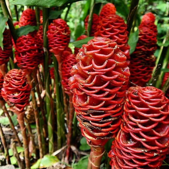 5 Zingiber Zerumbet Awapuhi Shampoo Ginger Roots, Red Pinecone Ginger Rhizomes for Outdoor Planting