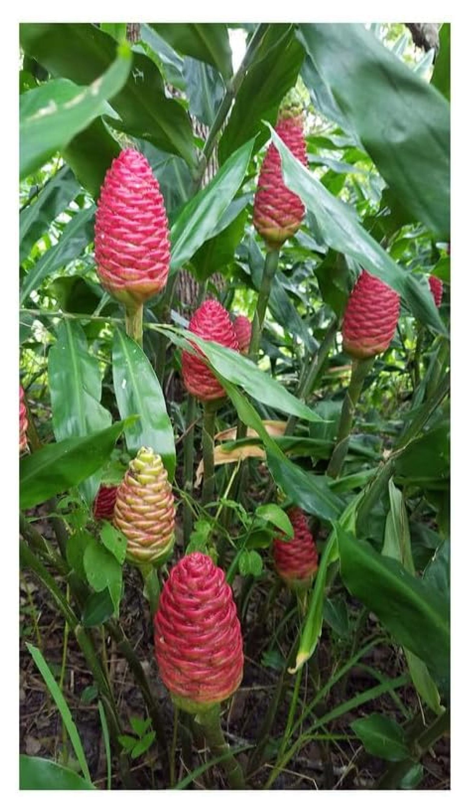 5 Zingiber Zerumbet Shampoo Ginger Rhizomes for Planting, Red Ginger