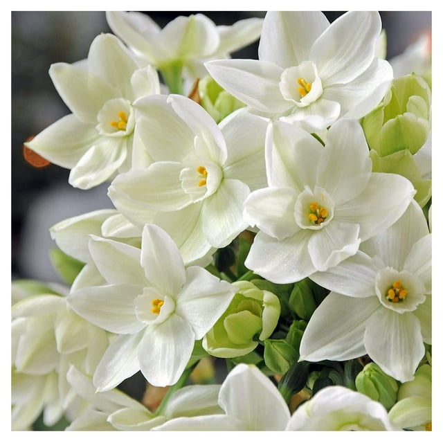 5 Ziva Paperwhite Bulbs Fast Flowering Indoor s Largest Bulbs