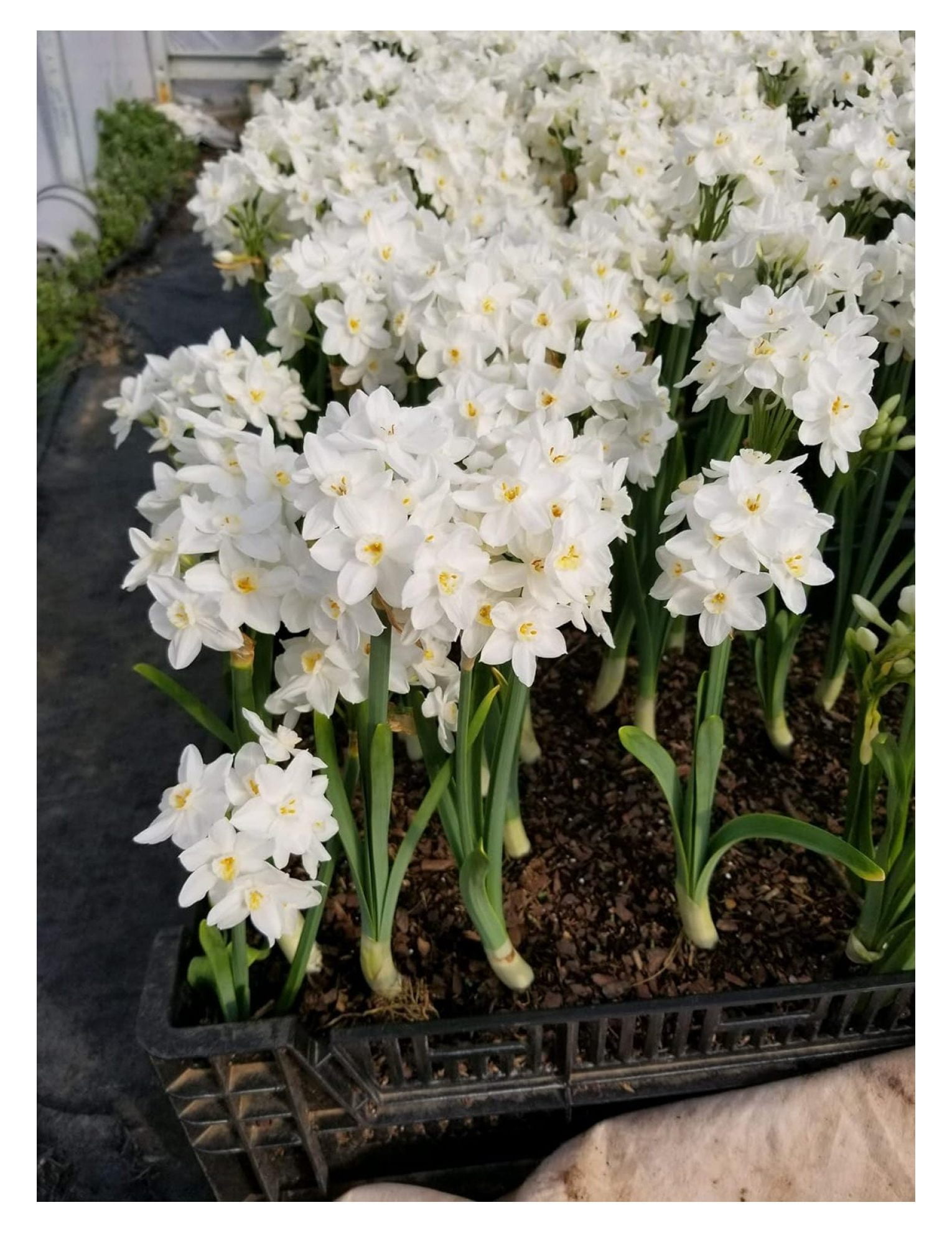 5 Ziva Paperwhites 1315cm Indoor Narcissus Narcissus Tazetta Nice