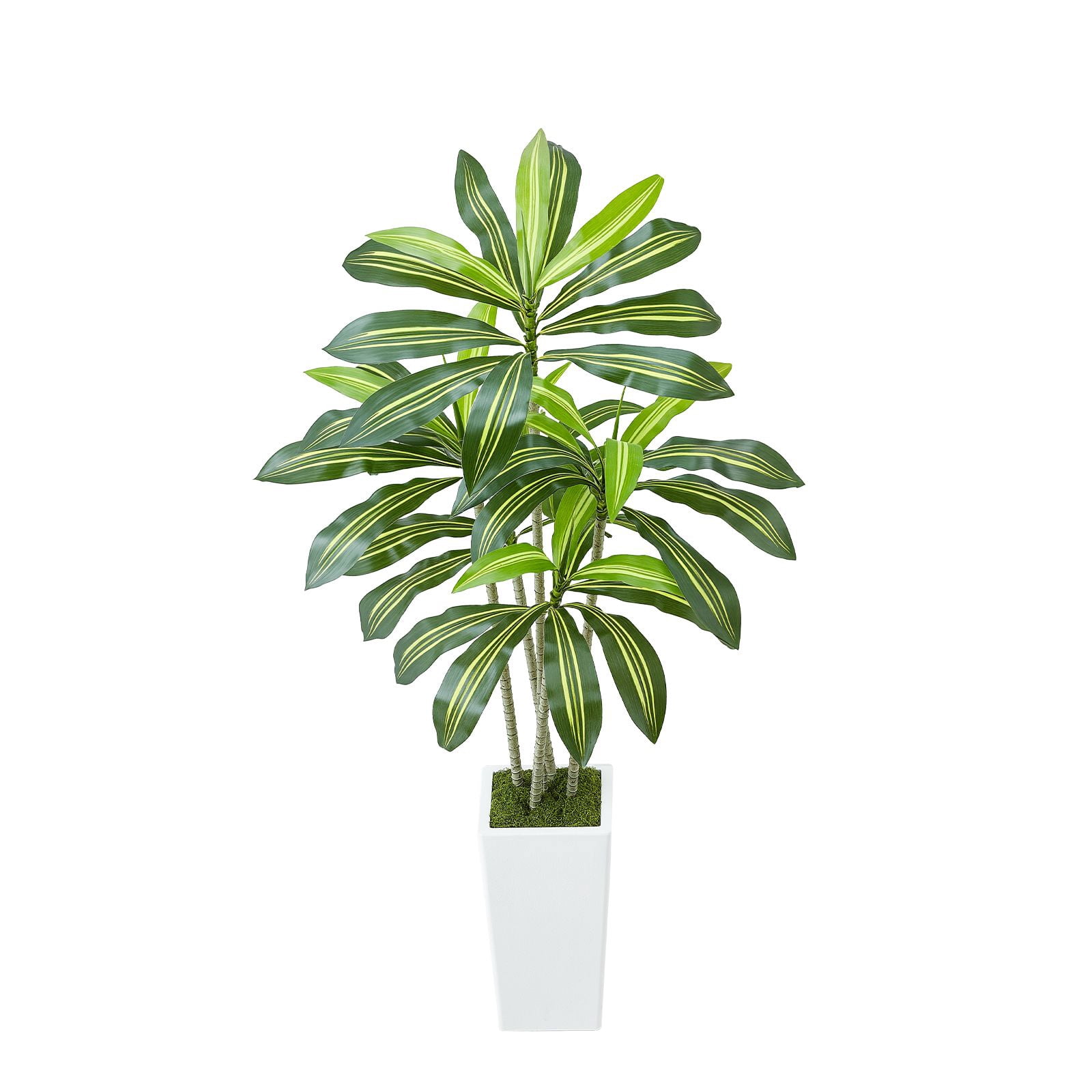 exotica pothos Satin Pothos (Scindapsus Pictus Exotica) in Toto Self-Watering Pot