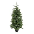 thumbnail image 1 of 5 ft. Cypress Tree in Nursery Pot, 1 of 3