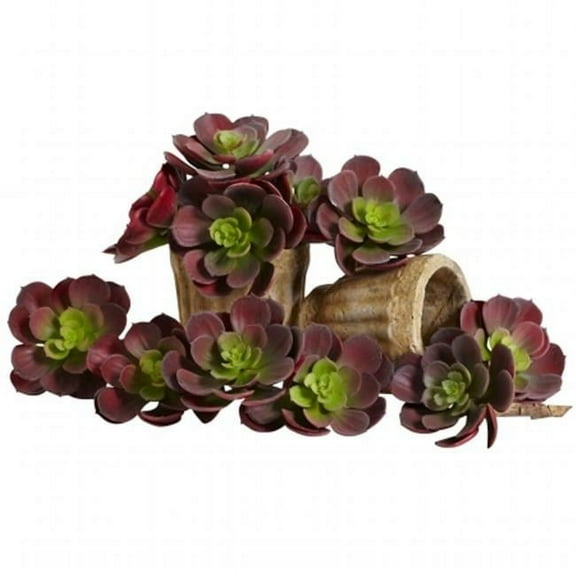 5 in. Echeveria Succulent Plant, Burgundy - Set of 12