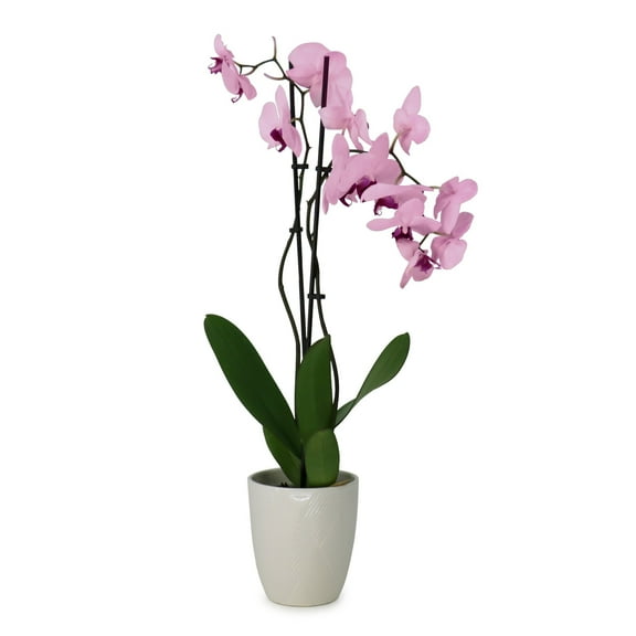 5 in. Superior Multi-Stem Blushing Pink Phalaenopsis Orchid in Luxe Designer Ceramic Planter