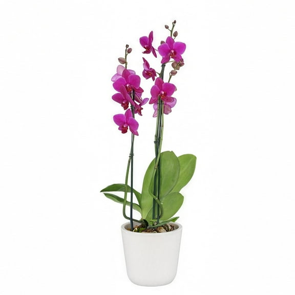 5 in. Superior Multi-Stem Vivid Purple Phalaenopsis Orchid in Luxe Designer Ceramic Planter