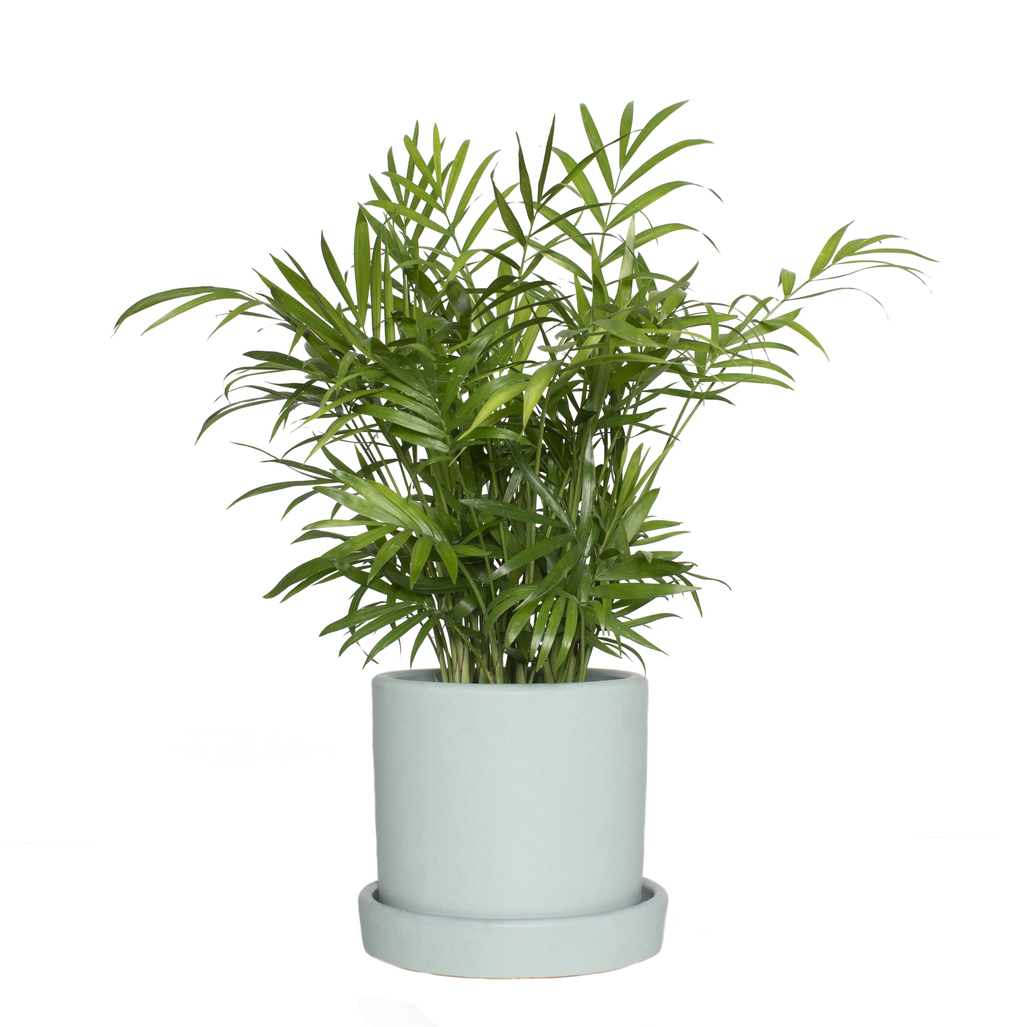 5 in. Semi Matte Mint Hyde Container with 4 in. Parlor Palm Live