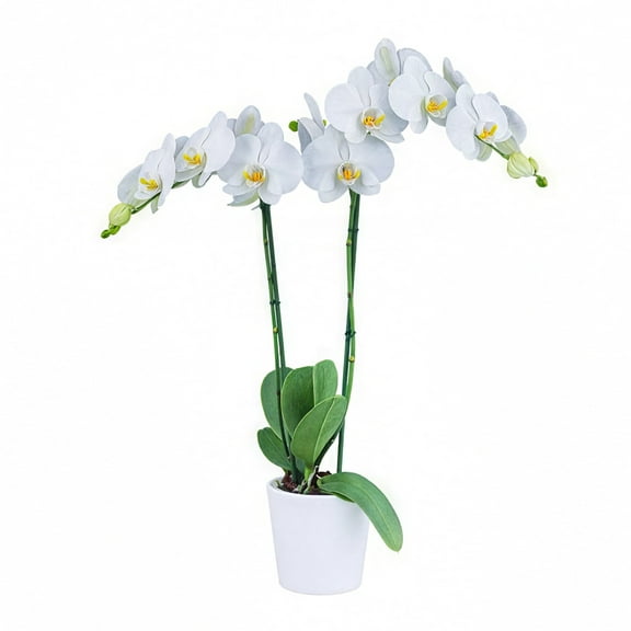 5 in. Superior Multi-Stem Luminous White Phalaenopsis Orchid in Luxe Designer Ceramic Planter