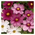 5 lb. Annual Cosmos Bipannatus Wild Flower Seed Mix for Planting