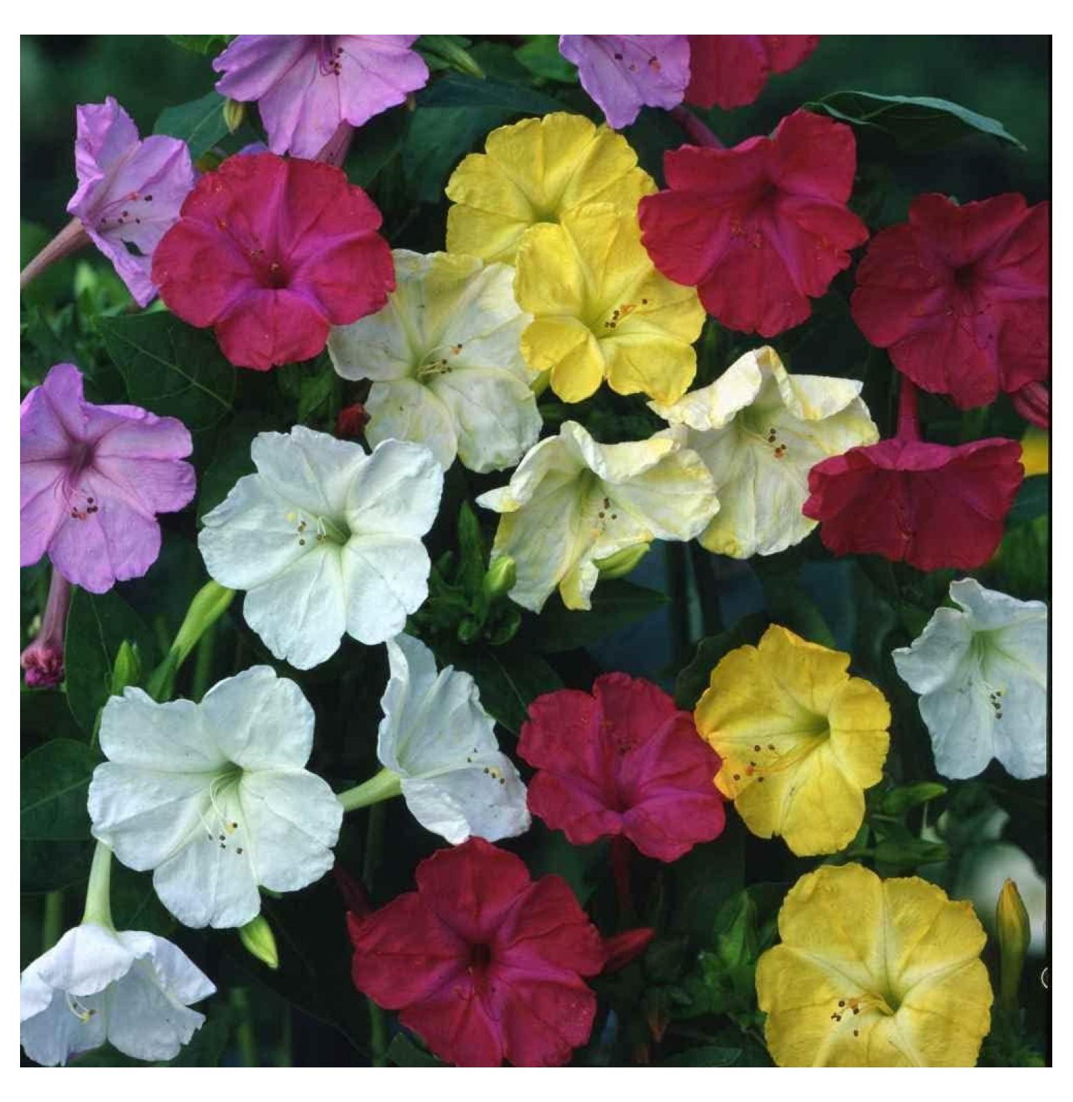 5 lb. Perennial Mirabilis Jalapa Four O' Clock Flower Seed Mix for