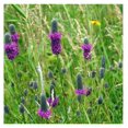 5 lb. Perennial Purple Clover Forage for Groundhogs, Rabbits, Deer