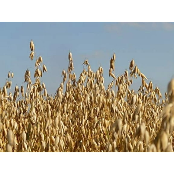 5 lb Whole Oat Seeds, Wildlife, Deer, Food Plot Forage