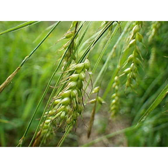 5 lb Winter Wheat Seeds, Food Plot Seed, Turkey, Deer, Garden Seeds