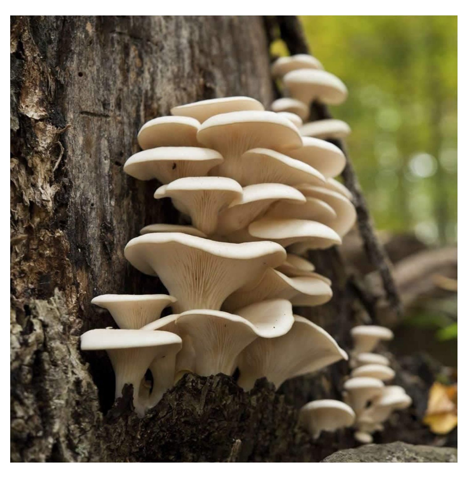 5 lbs of Pearl Oyster Mushroom Sawdust Mycelium to Grow Gourmet and