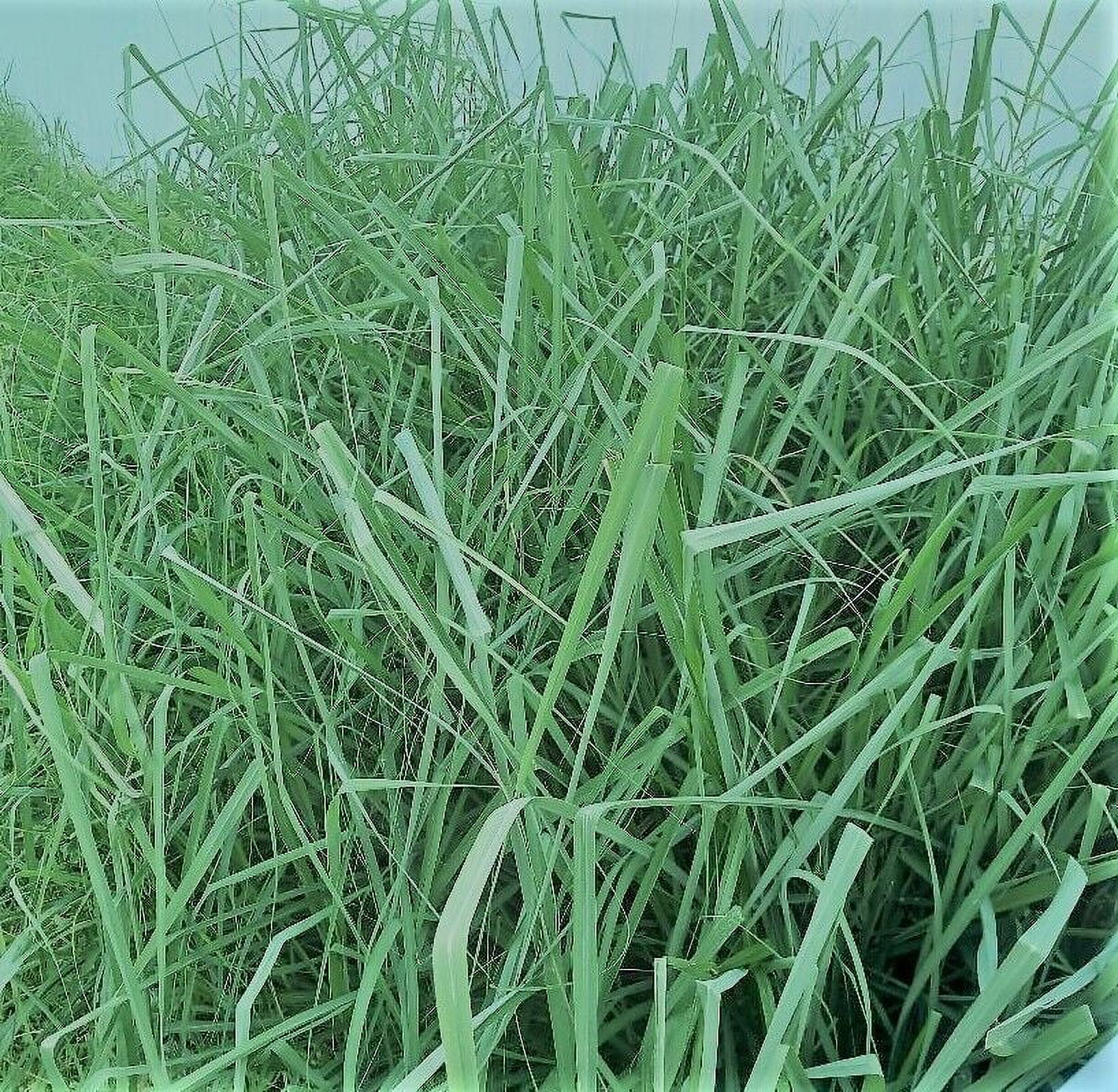 5 live growing lemongrass plants Organically grown shipped in peat moss