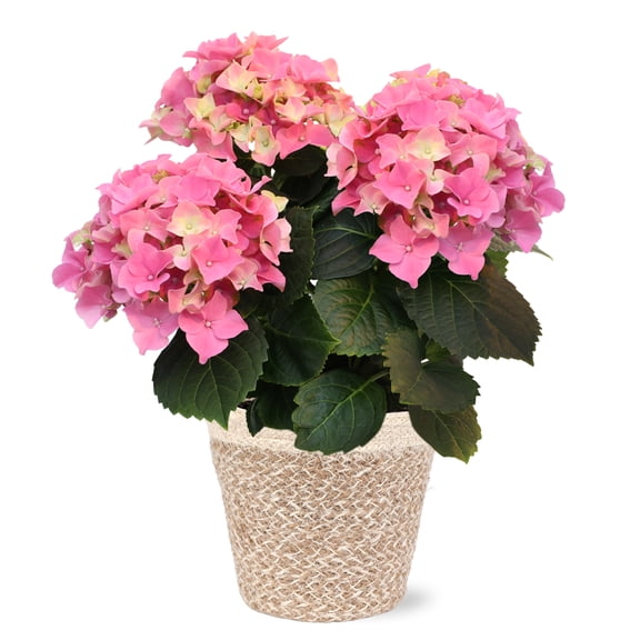 5in Pink Hydrangea Ivo Jute Pot Live Plant