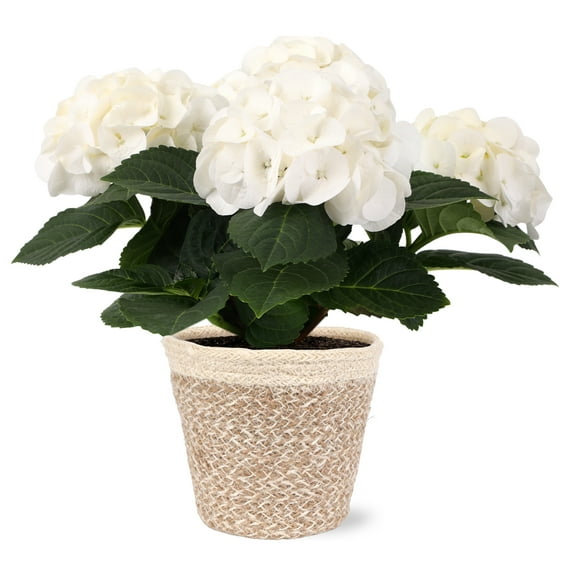 5in White Hydrangea Ivo Jute Pot Live Plant