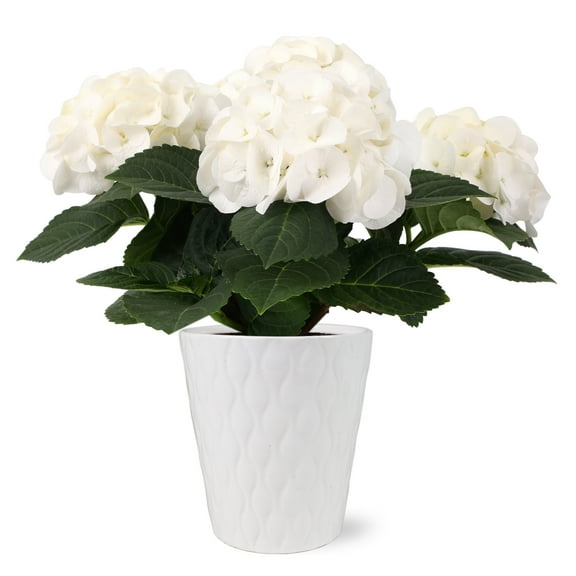 5 White Hydrangea in White Ceramic Pot Live Plant