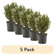 (5 pack) Expert Gardener Wintergreen Boxwood Live Shrub in 1-Gallon Grower Pot