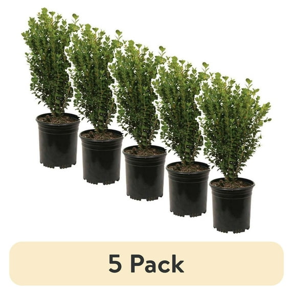 (5 pack) Expert Gardener 2.5 qt Boxwood Live Shrub