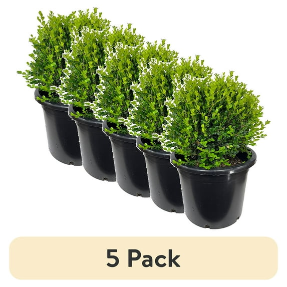 (5 pack) Expert Gardener 2.5QT Boxwood Green Gem Evergreen Shrub Full Sun Live Plants Green