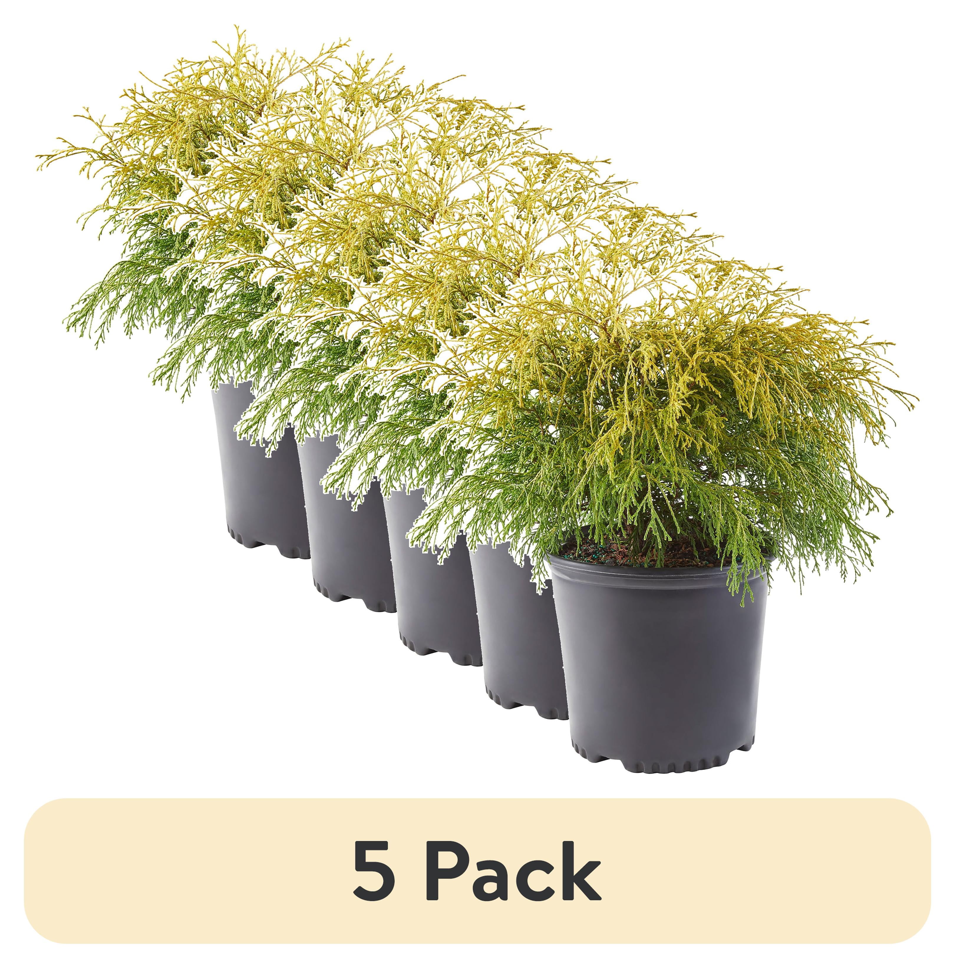 (5 pack) Expert Gardener Gold Mop False Cypress Live Shrub in 2.5-Quart Grower Pot