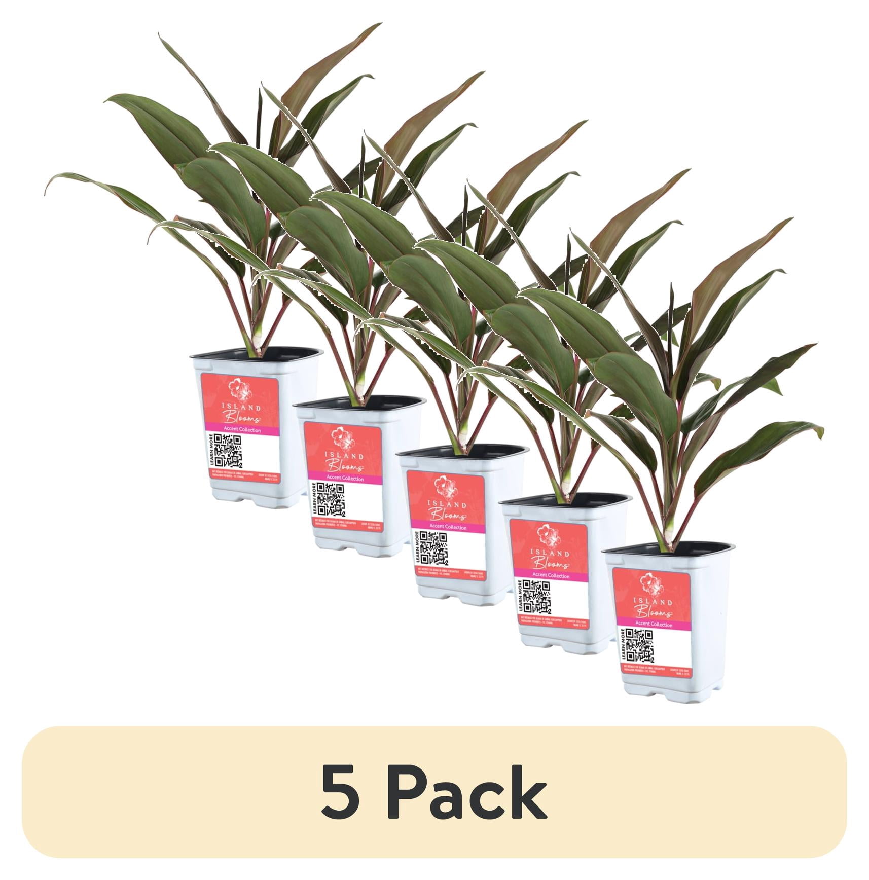 (5 pack) Island Blooms Cordyline Plant, Live Outdoor Foliage, 16-Inch Tall, 1.5-Pint Pot