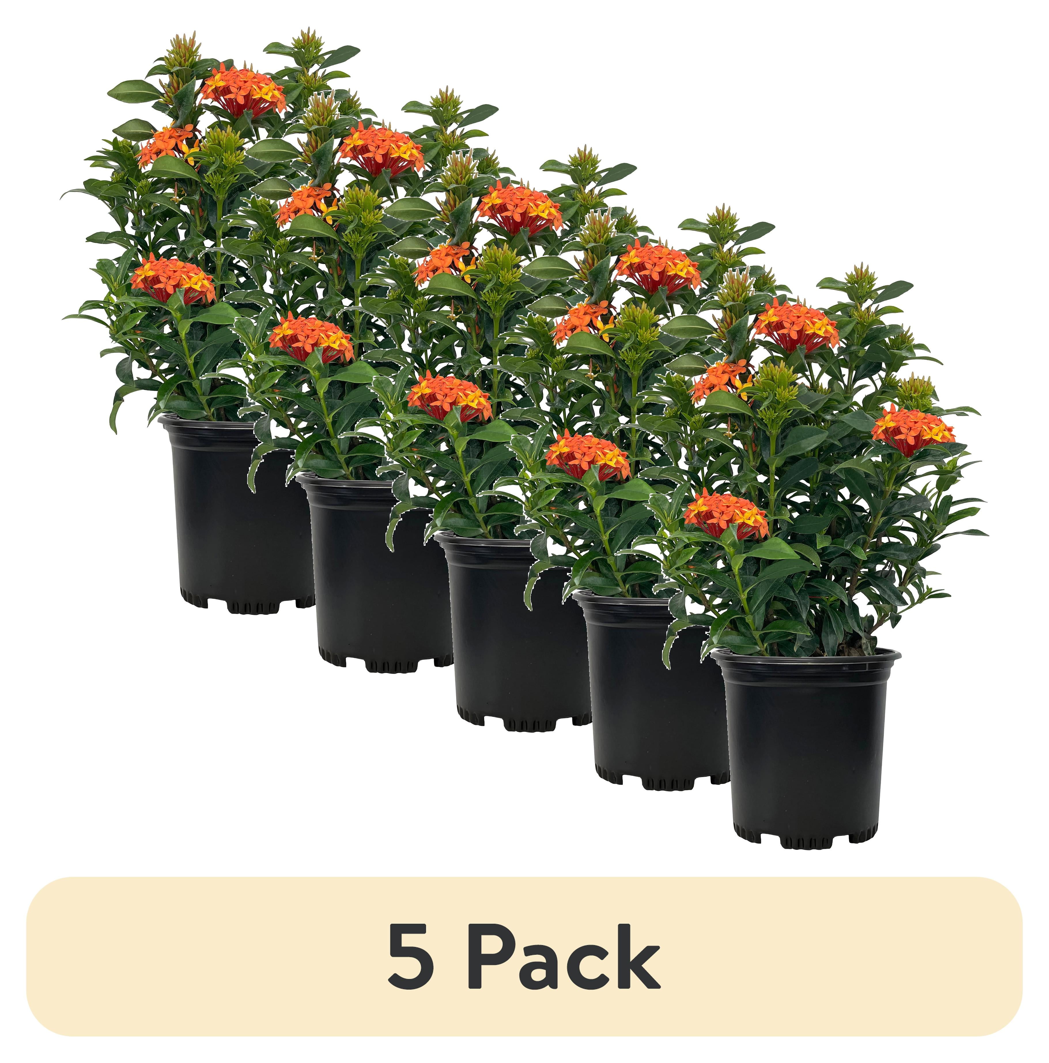 (5 pack) Nature's Way Farms Under The Florida Sun 2.5QT Dwarf Ixora Live Plant