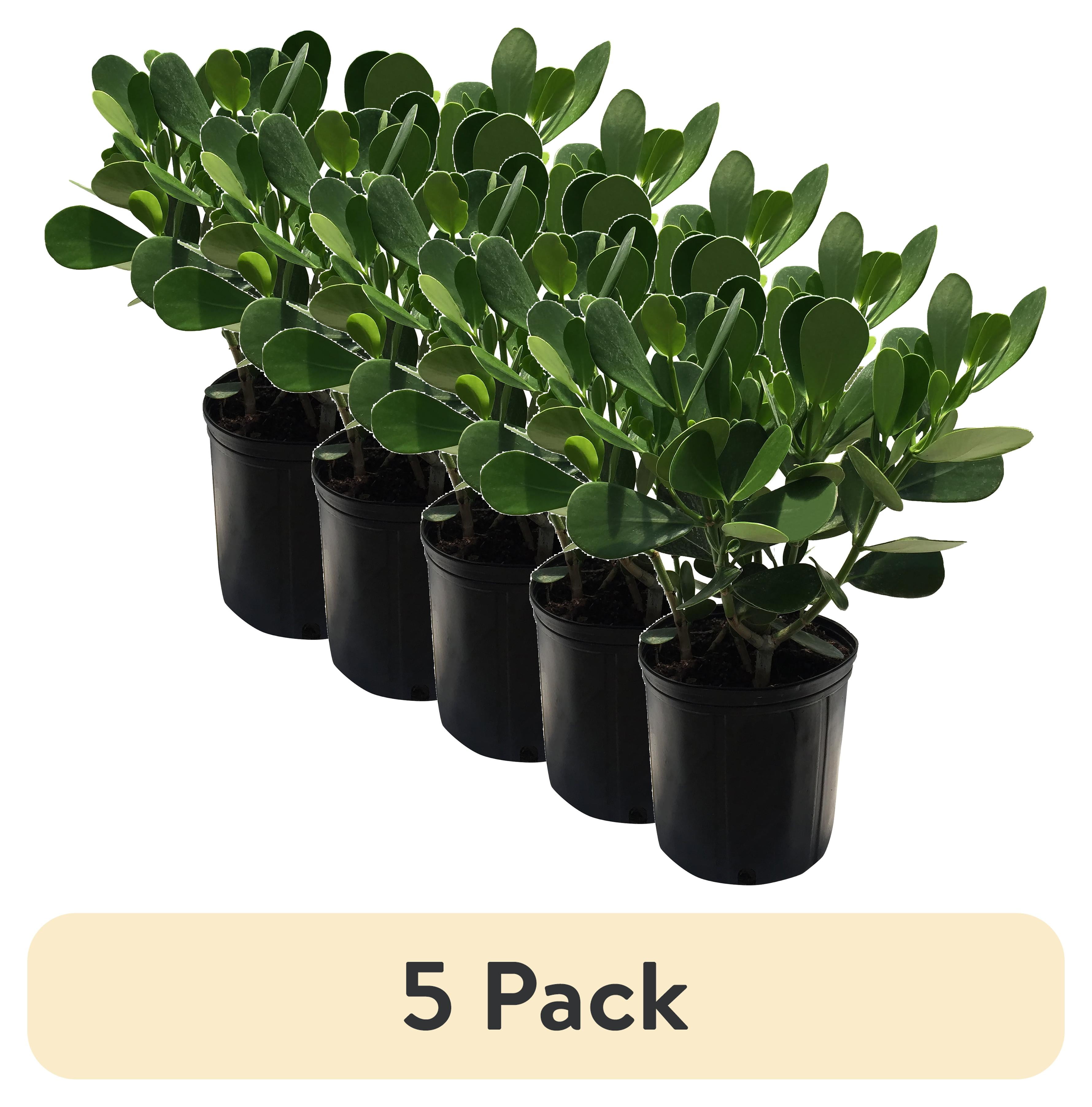 (5 pack) Nature's Way Farms Under The Florida Sun 2G Clusia Live Plant