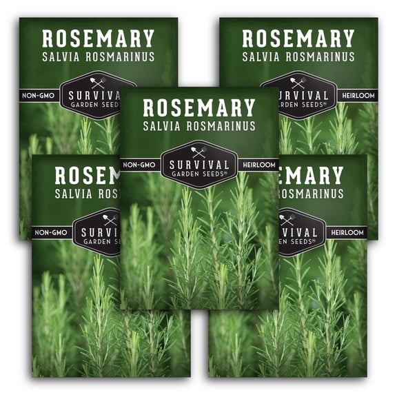 Rosemary Herb Seeds - Full Sun Perennial (5 Pack)