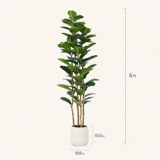 dragon tail monstera Monstera Deliciosa Plant | Buy Online | South Island Delivery  Moffatt's  Flower Company