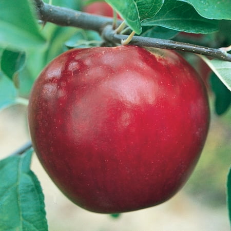 5 to 6 ft. tall, Delicious Red Standard Apple Potted Fruit Tree, One Plant per Offer