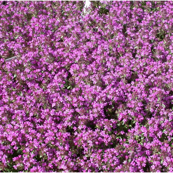 50. 000 Drawf Creeping Thyme Seeds for Planting, Ground Cover Pink Creeping Thyme Flowers Seeds  Fragrant Carpeting Herbaceous