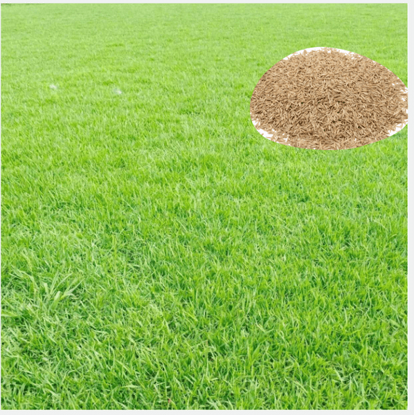 50.000 Zoysia Emerald Grass Seeds for Lawn, Zoysia Grass Lawngrass Seeds Emerald Zoysia Ornamental Grasses Seed