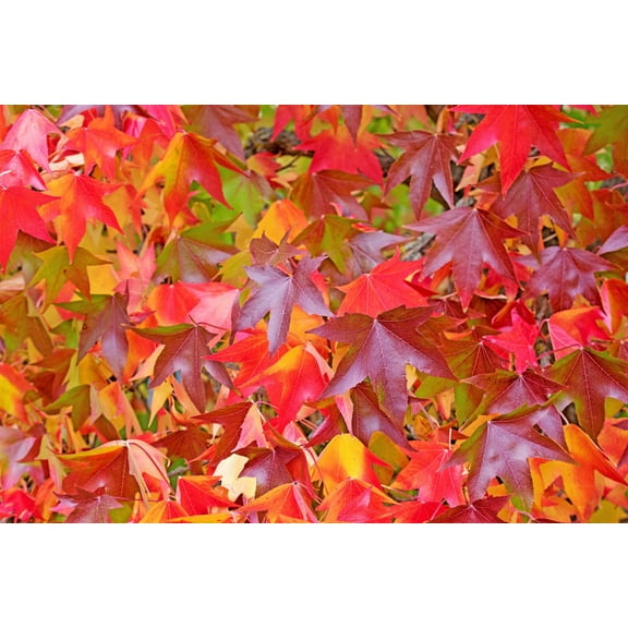50 AMERICAN SWEETGUM Liquidambar Styraciflua Storax Alligator Sweet Gum Tree Seeds - Great Fall Color! Red Yellow Orange Purple