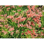 50 APRICOT BEAUTY STATICE Limonium Sinuatum Flower Seeds