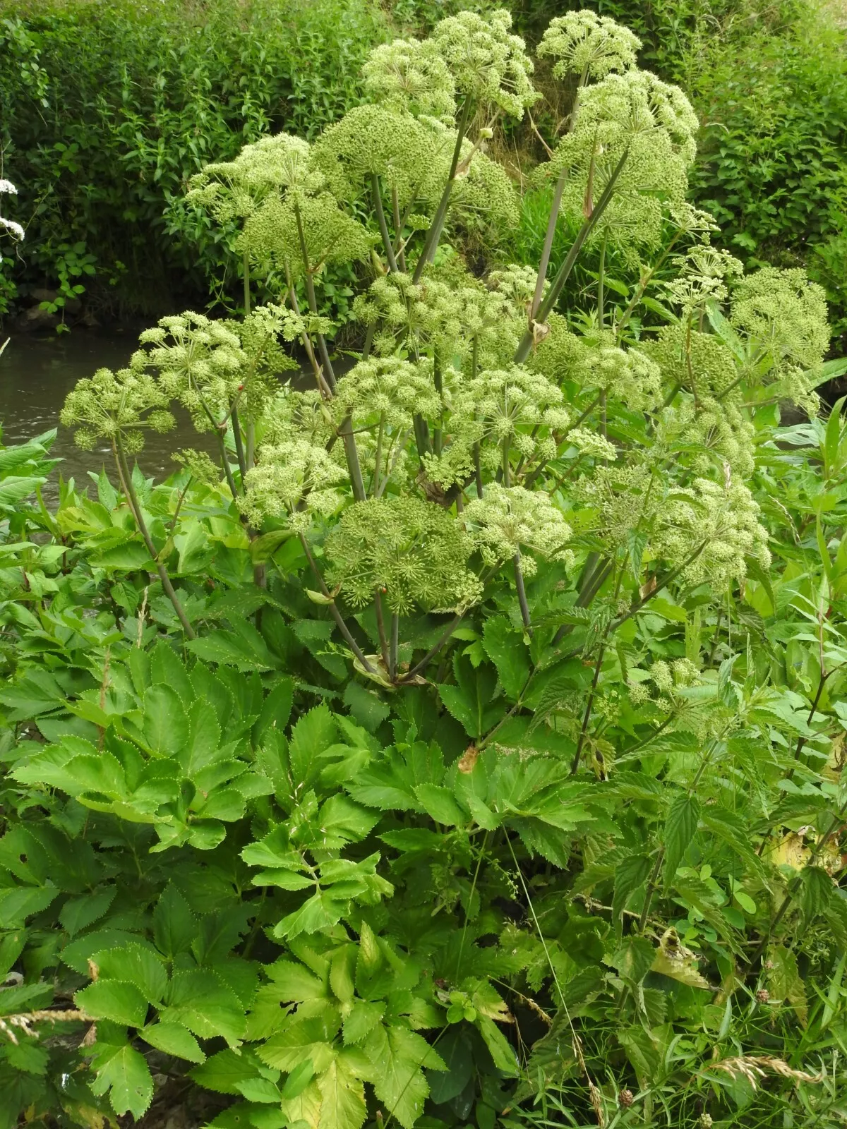 50 Angelica Archangelica Seeds – Non-GMO Heirloom Herb Seeds – ONeill Seeds – USA