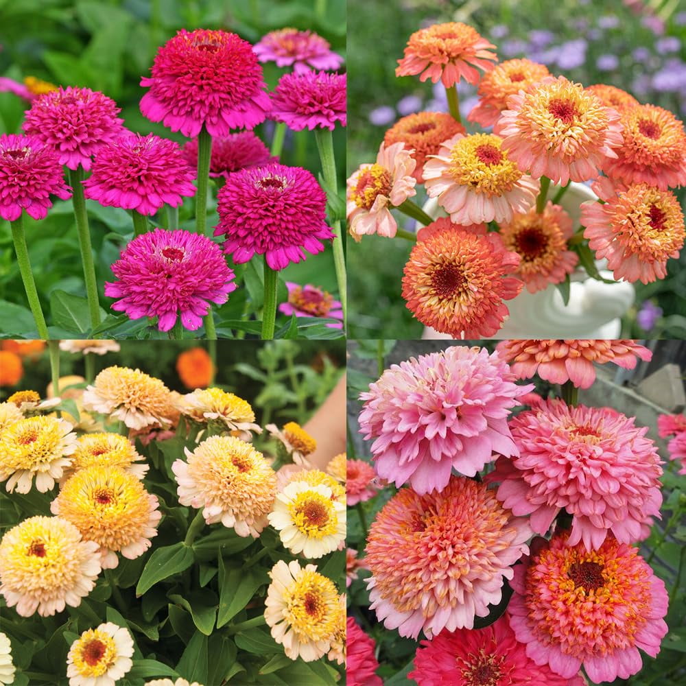 50+Annual Double Zinnia Seed MMF7 for Planting Outdoor Rare Zinderel