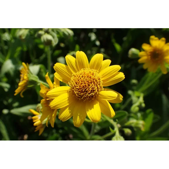 50 Arnica chamissonis seeds - Meadow Arnica Seeds - Beautiful Flower!