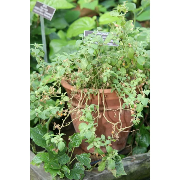 50 Ashwagandha Seeds - Organic - Withania somnifera - Indian ginseng