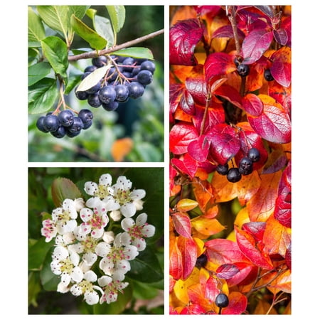 50 BLACK CHOKEBERRY Aronia Melanocarpa White Flower Shrub Seeds