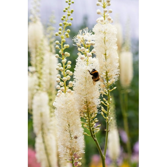 50 BLACK COHOSH Bugbane Actaea Racemosa Cimicifuga Bugbane Snakeroot Native White Shade Flower Herb Seeds